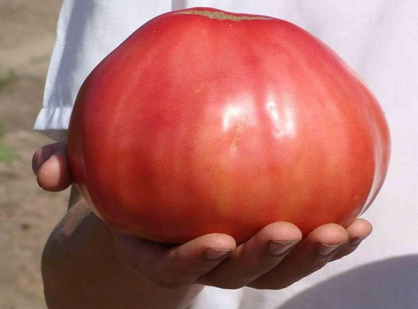  Ortalama meyve ağırlığı 400 gramdır, ancak genellikle 1 kg ağırlığa kadar büyürler.