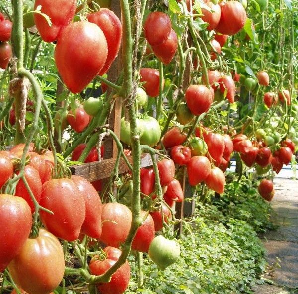  Tumbuh tomato sangat tinggi dan memerlukan garter