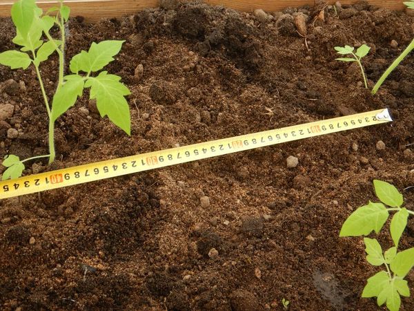  La plantation de semis dans le sol est faite selon le schéma 50 par 60 cm