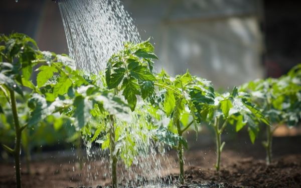  L'arrosage est fait avec de l'eau exceptionnellement chaude.