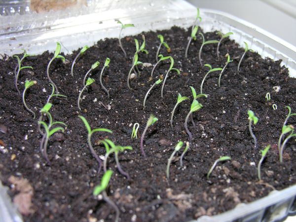  Das Anpflanzen von Samen für Setzlinge ist in einem Behälter und in Töpfen möglich.