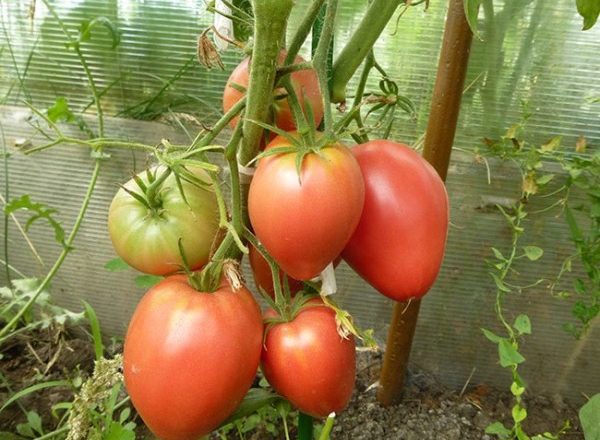  Tomate Mazarin