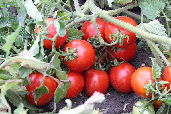  Tomaten Grad Landsmann