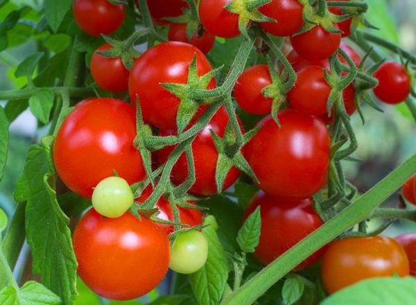  Variété de tomate Intuition