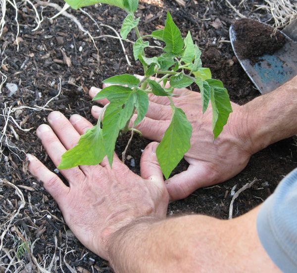  La transplantation de plants est effectuée 55 jours après le semis.