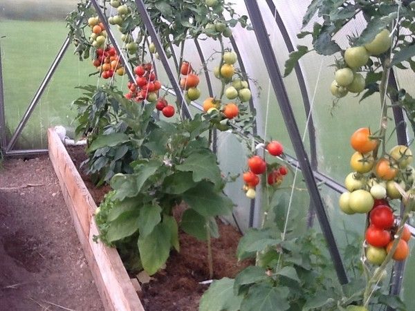  La récolte des fruits commence 120 jours après la germination.