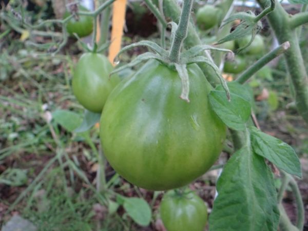  Tomate Japonaise À La Truffe