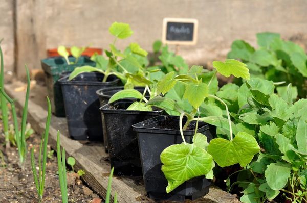  Que faire si les plants de courgettes sont étirés