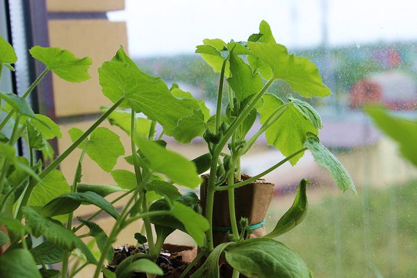  L'une des causes les plus courantes de l'arrachage de jeunes plants est le manque d'éclairage.