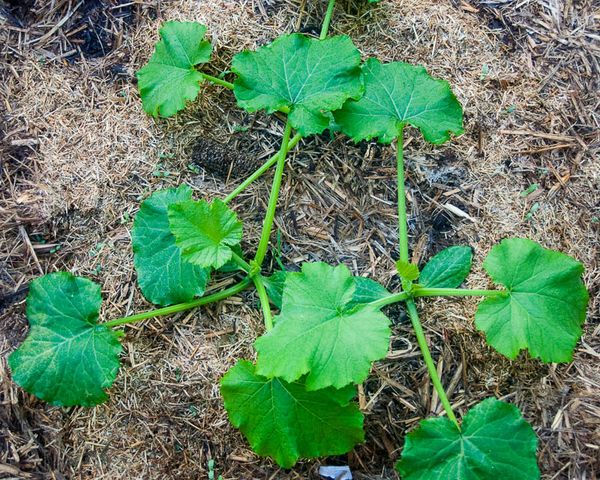  Pour réduire l'arrosage peut être fait de pailler des semis de courge