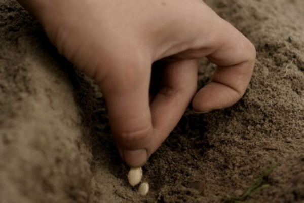  En pleine terre, les graines préparées sont semées fin mai ou début juin.