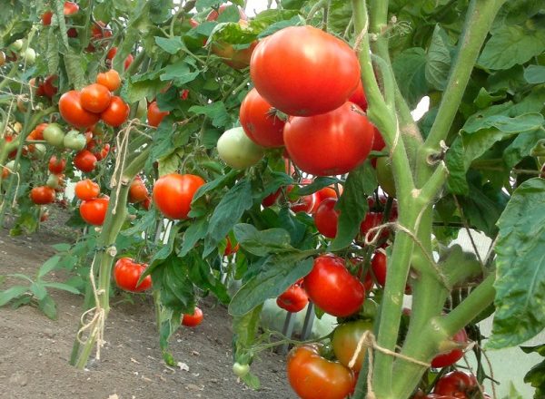  Pomodori in crescita nel territorio di Krasnodar