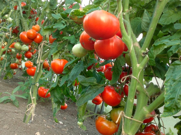  Καλλιέργεια ντομάτας στο έδαφος του Κρασνοντάρ