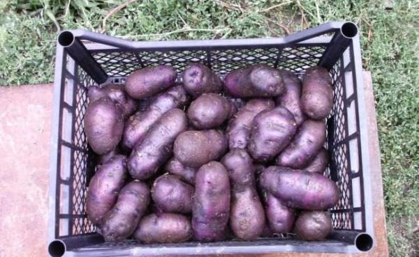  Materialul de plantare germinat corespunzător din cartofi purpuri va furniza lăstari rapide, uniforme și legarea timpurie a tuberculilor