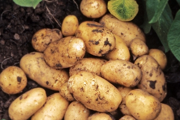  Beskrivning och egenskaper hos potatisortet Adretta, tips om plantering och vård