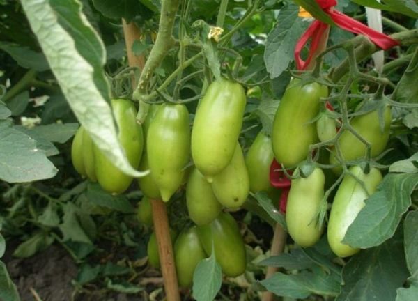  Kelebihan utama tomato Caspar adalah hasil yang tinggi.
