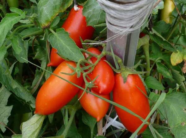  Variedad temprana de tomate de Caspar