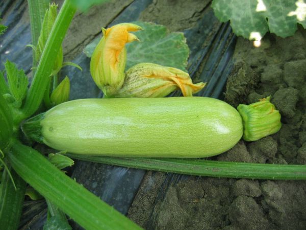  Poids de la courgette Kavili peut atteindre 300 grammes