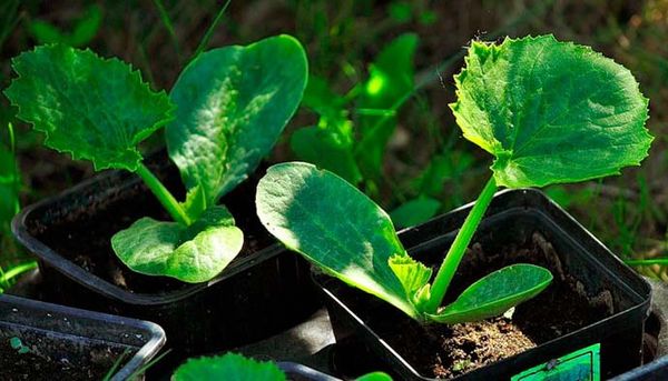  Les semis Cavili sont plantés dans le sol à l'âge de 30 jours