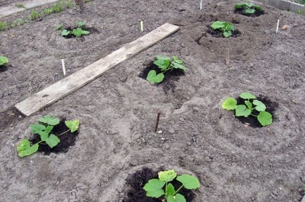  Kavili n'est pas recommandé pour la plantation après la citrouille, les concombres et les courges