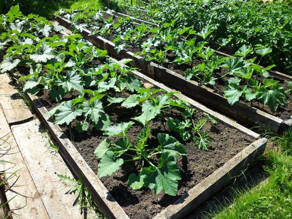  Les lits pour courgettes peuvent être relevés à une hauteur de 20-30 cm