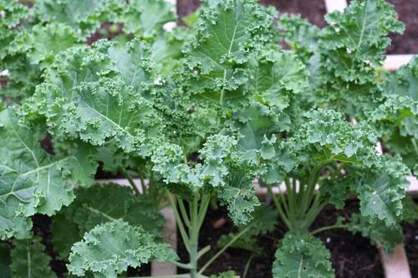  Plantules plantées dans le sol à une profondeur de la première feuille