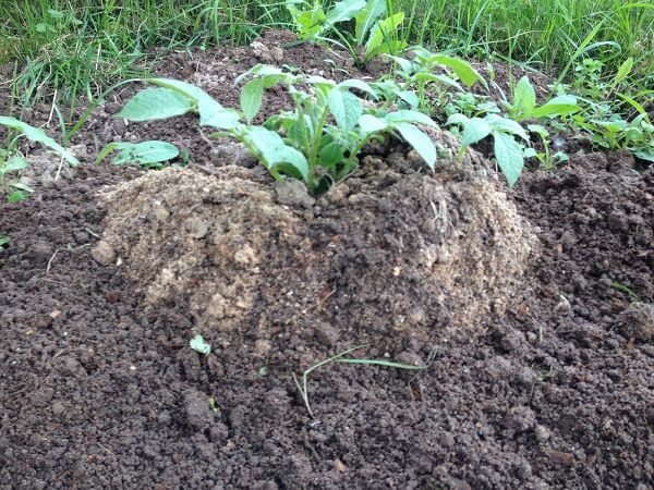  Growing potatoes using Chinese technology