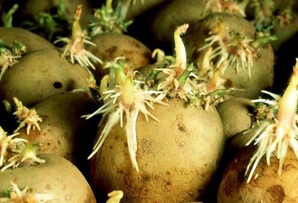  Sebelum menanam, ubi-ubi perlu hijau dan bercambah.