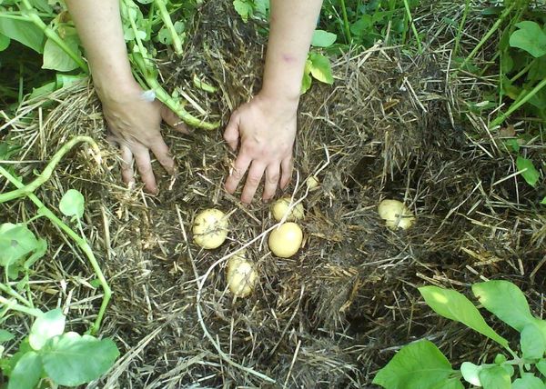  Apabila menuai, anda perlu memindahkan kompos, mengumpul ubi dan menolaknya