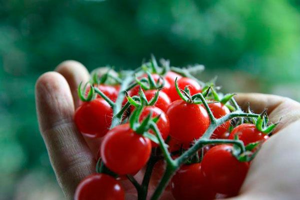  Cranberry Tomatensorte in Zucker