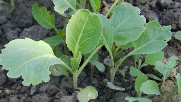  En pleine terre, les semis sont plantés dans la première quinzaine de mai.