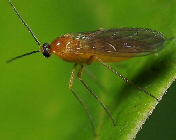  Moustiques de concombre