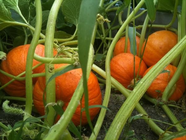  Pour obtenir des fruits de grande taille, le cil est serré, laissant le nombre nécessaire d’ovaires.