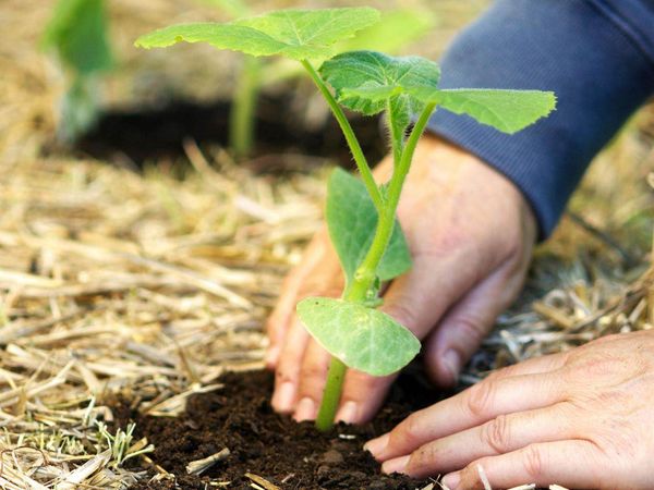  Les semis sont plantés dans le sol avec l’apparence de 2-3 vraies feuilles