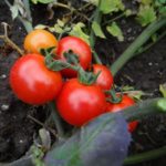  Les variétés de tomates les plus populaires