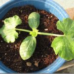  Les feuilles de courgette Cotyledons sont plus longues et plus étroites