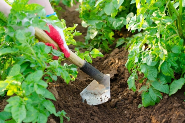 Este important să slăbiți periodic solul, să faceți o dată pe săptămână, să îl udați cel puțin de 2 ori pe sezon.