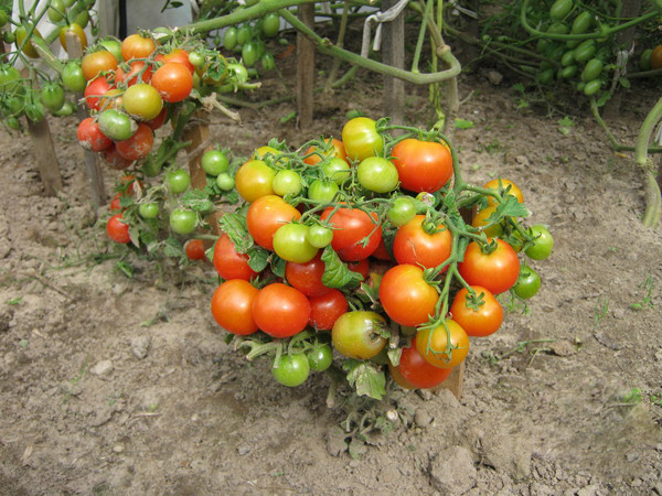  Quelles sont les tomates standard?