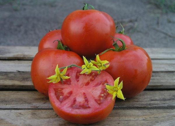  Makhitos F1 variété tomate