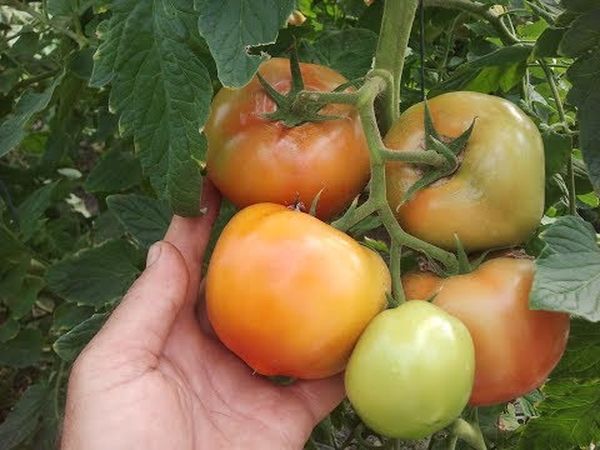  L'un des inconvénients est la possible couleur non monotone de la peau du fruit.