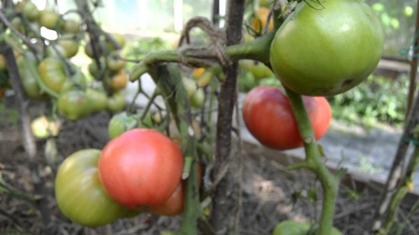  Tomaten-Rosa-Wangen