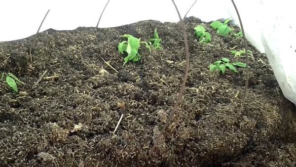  Plantation précoce de romarin tomate sous le film