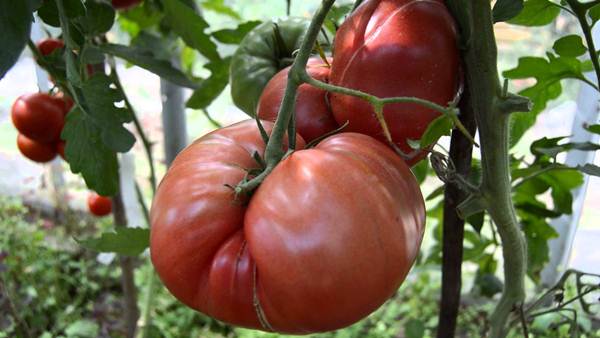  Grado de tomate hospitalario