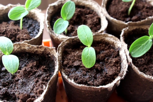  Semer des graines pour les semis produits dans des serres ou des pots de tourbe