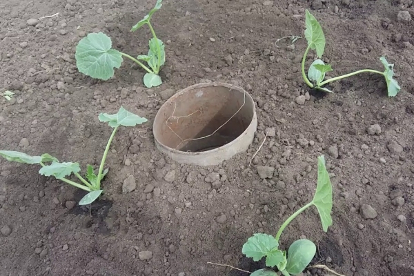  Les semis peuvent être plantés en pleine terre à la mi-avril