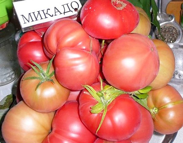  Οι ποικιλίες ντομάτας Mikado