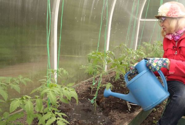  O tomate Mikado é regado à medida que o solo seca.