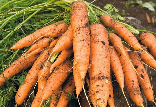  Sur les sols tourbeux, les carottes auront une forme large et régulière.