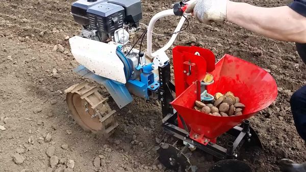  Plantarea cartofului de cartofi