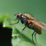  Maladies et leur prévention